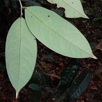 Underside view of leaves of Xanthophyllum species photo
